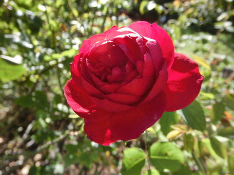 エル　ディ　ブレイスウェイトsCIMG8261