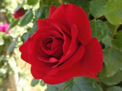 クリムゾン　スカイsCIMG4057