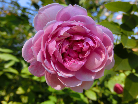 シスター　エリザベスsCIMG8288