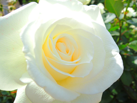 ローズ　ユミsDSCN5554