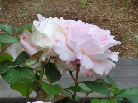 はるよ　晴世　（はるよ）sCIMG6117