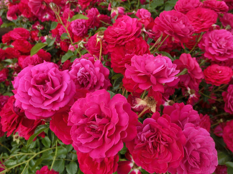 ディープ　ボルドーsCIMG5391