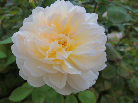 グラミス　キャッスル5814