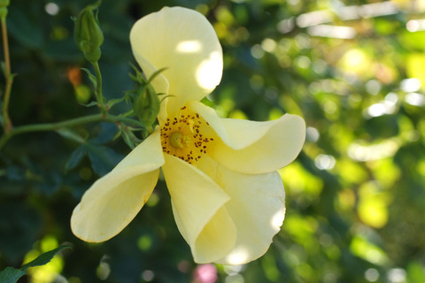 リモンチェッロsDSCF8192