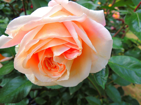 マダム　クラウド　オリビエsDSCN5776