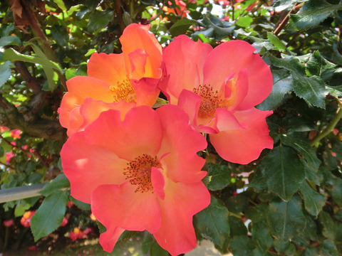 プレー　ボーイ