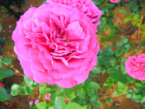 プラム　パーフェクトsDSCN6002