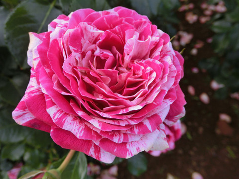 トイ　トイ　トイ！2735