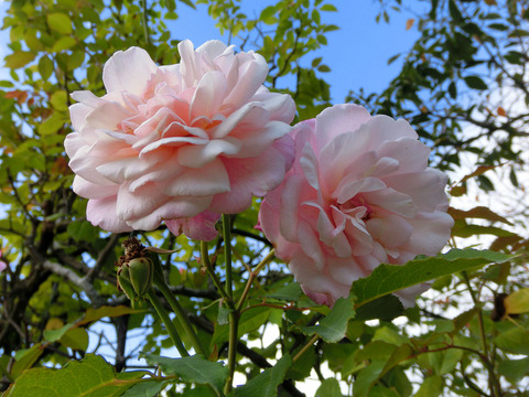 グルス　アン　アーヘンsCIMG7262