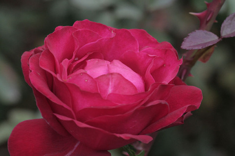 ティアーモsIMG_5385