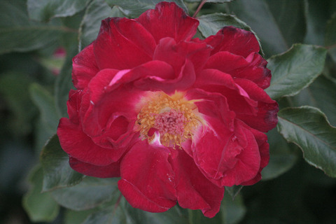 レッド　レディ　ラッフルsIMG_5798