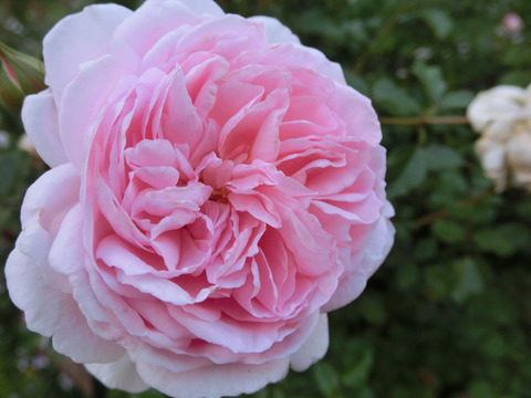 ぽぽぽちーくsCIMG6066