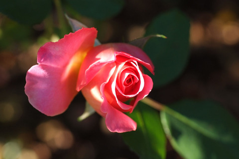 アシュリーsDSCF9895