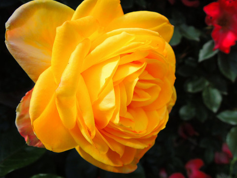 スペクトラsDSCN4708