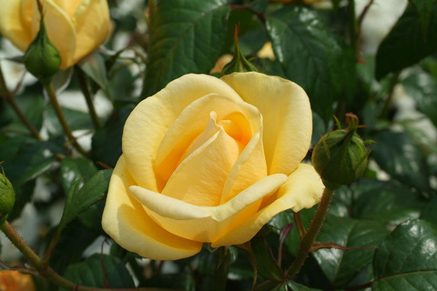 ティップン　トップsDSCF1831