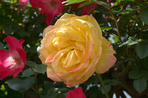 スペクトラsDSCF1033