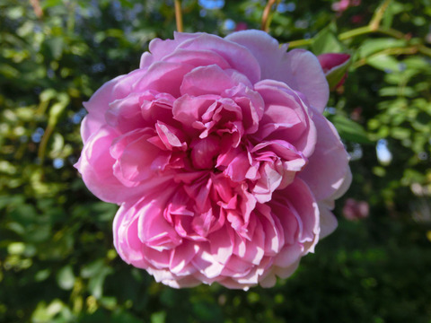 シスター　エリザベスsCIMG8284