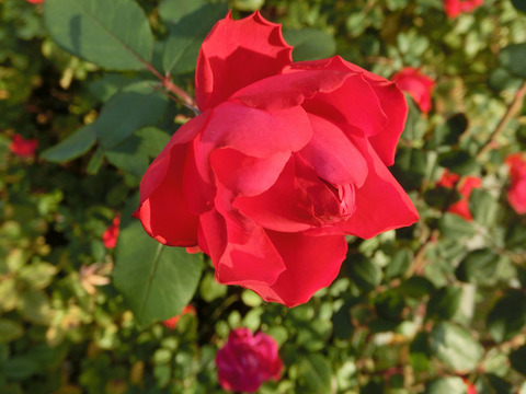 チェリー　ボニカsCIMG8929