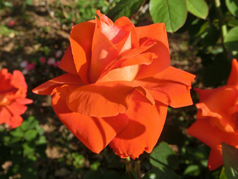 スケルツォsCIMG6703