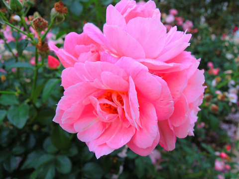 ロザリー　ラ　モリエールsDSCN9994