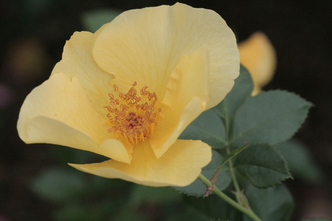 レモン　フィズsIMG_6783