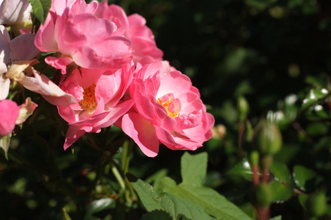 サティーナsDSCF9159