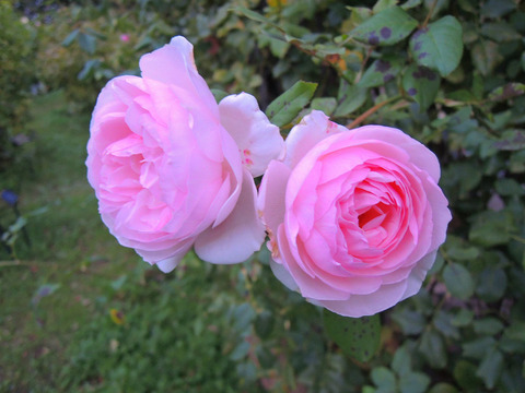 イングリッシュ　ヘリテージ6383