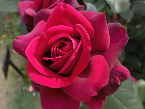 グレーフィン　ディアナsCIMG5182