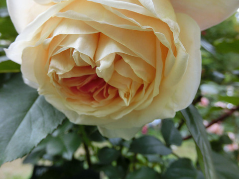 マダム　クラウド　オリビエ1190