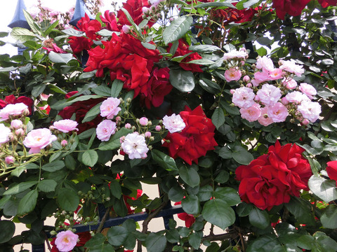 他の花とミックス2517