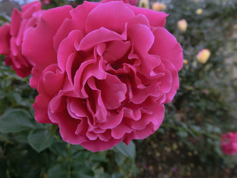 グラマラス　ラッフルsCIMG8467