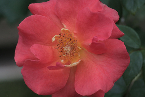 プリンセス　ミチコsIMG_6511