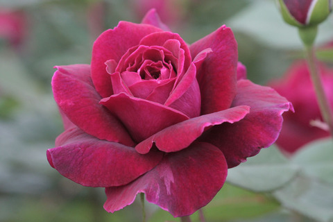 ジプシー　ソウルsIMG_6898