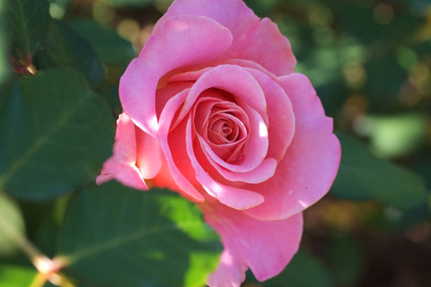 アシュリーsDSCF9882