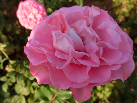 アシュリーsCIMG8228