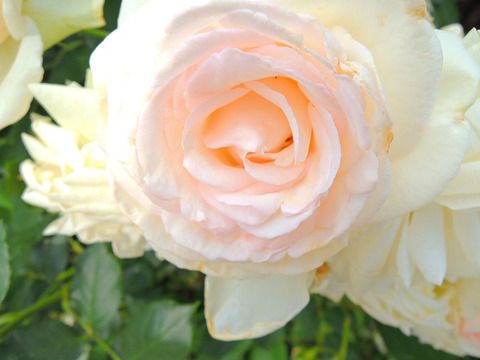 スノー　シャワーsDSCN6219