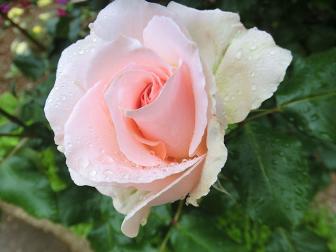 モンパルナスsCIMG6222