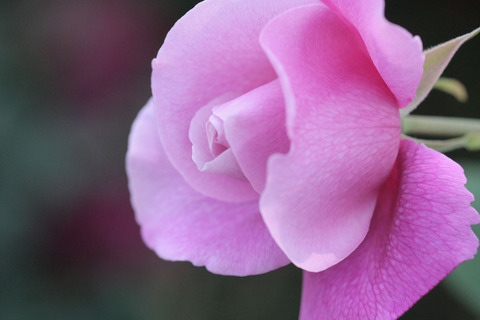 フレグランス　チャイナ4260