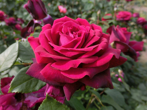 グレーフィン　ディアナsCIMG5198