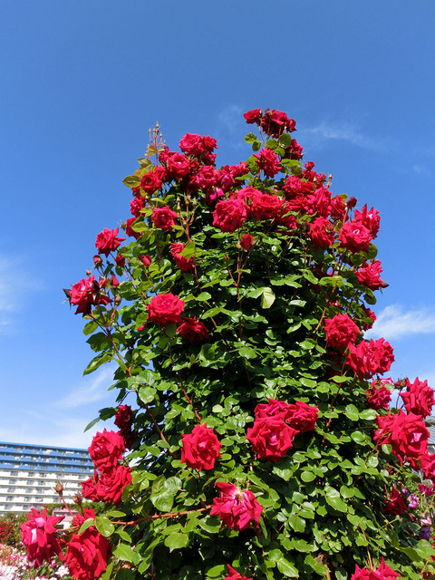 アンクル　ウォルター2566