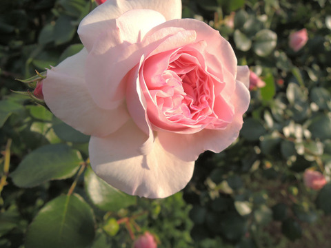 マリア　テレジア4347