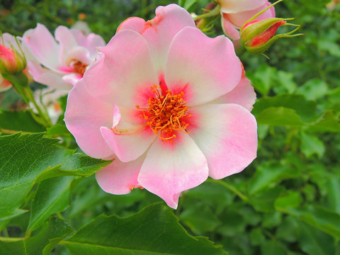 エリドゥ　バビロンsDSCN6160