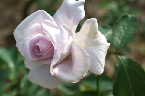 ラガーフェルドsDSCF0725