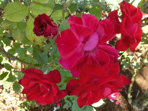 レッド　シンプリシティsCIMG8328