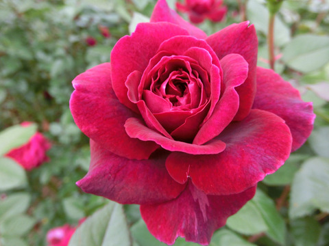 ジプシー　ソウルsCIMG7072