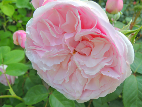 オリビア　オースチンsDSCN4298