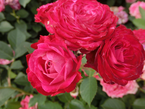 デュエット　バルコニアsCIMG5381