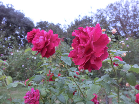 エル　ディ　ブレイスウェイトsCIMG8532