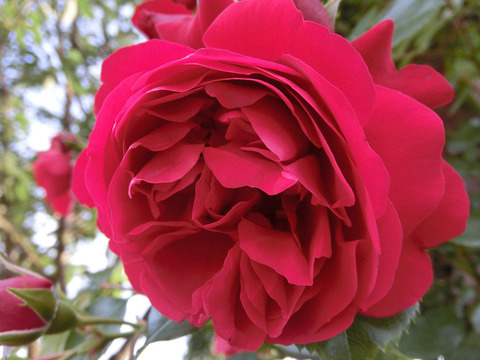 フロレンティーナ1723