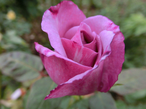 フェルゼン伯爵sCIMG5088